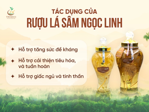 Rượu lá sâm Ngọc Linh có tác dụng gì? Hướng dẫn cách ngâm đúng chuẩn